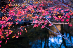 立即下载18禁应用